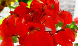 四季梅种子怎么种（四季梅种子怎么种才能发芽）