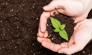 小米怎么种出来的（小米是拿什么种出来的）