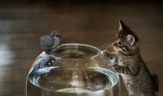 在古文中禽是什么意思（禽的文言意思）