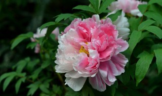 牡丹适合什么季节种植 牡丹适合什么季节种植怎么种植