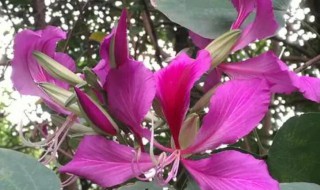 紫荆花代表什么象征意义(紫荆花象征着什么寓意)