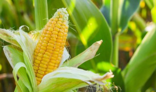 玉米代表什么象征意义（玉米的象征）