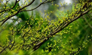 春课文 春课文朱自清原文