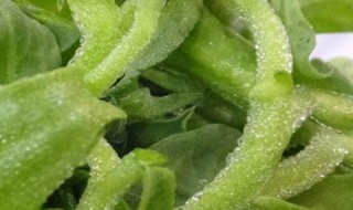 冰菜是什么菜 冰菜是什么菜,能吃吗