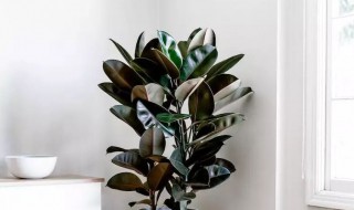 橡皮树冬天会冻死吗（橡皮树冬天会冻死吗）