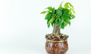 水培发财树徒长是怎么回事 水培发财树几天生根