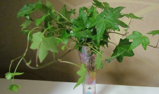 常春藤如何水培（常春藤如何水培种植）