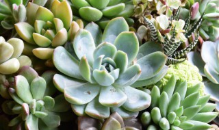 昂斯洛多肉怎么养(昂斯诺多肉开花图片)