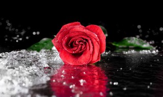 75朵玫瑰花花语代表什么意思(75朵玫瑰花花语代表什么意思啊)