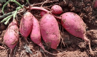 甘薯贮藏方法（甘薯的储存温度和方法）