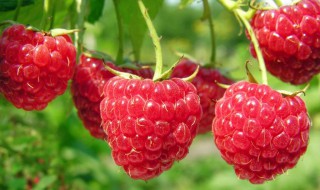 树莓贮藏方法(树莓贮藏方法视频)