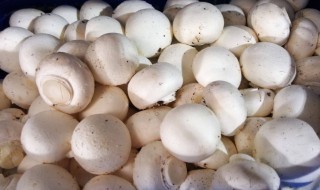 双孢菇的贮藏方法 双孢菇的贮藏方法图片