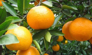 椪柑贮藏技巧 柑的保鲜方法