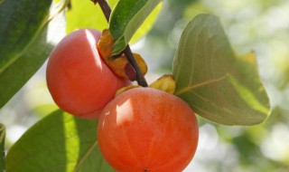 柿子巧妙贮藏(柿子的储存与保鲜)