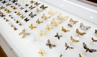 蝴蝶的蝴怎么组词 蝴蝶的蝶怎么组词