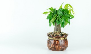 假的发财树怎么才能招财（假发财树好不好）