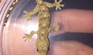 壁虎的种类（家里常见壁虎的种类）