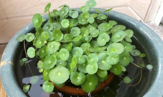 铜钱草怎么养才能叶大爆盆 铜钱草怎么养才能叶大爆盆夏天