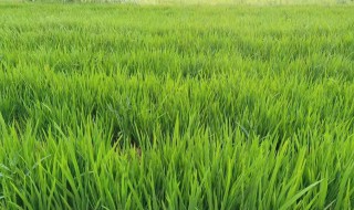 节节草的种植前景如何 节节草好养吗