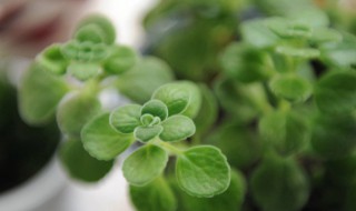 碰碰香的养护方法（碰碰香的养护方法?）