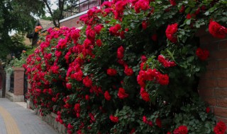 红木香怎么养 红木香怎么养才能长得粗壮