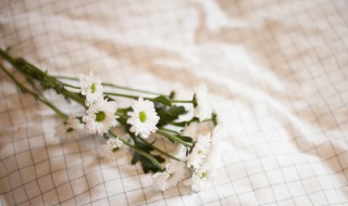 为什么说小雏菊不吉利（小雏菊有不好的意思吗）