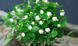 什么花能驱蚊子 什么花能驱蚊子和苍蝇