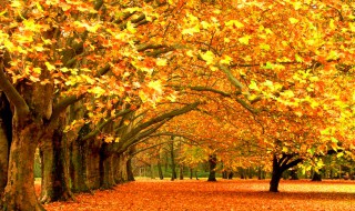 美丽的秋天怎么写（美丽的秋天怎么写作文三年级300字）