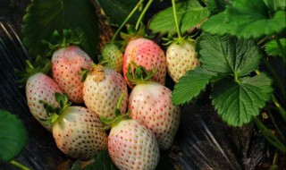 菠萝莓怎么种（菠萝莓种苗）