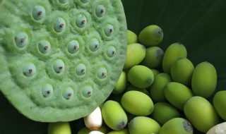 新鲜的莲子怎么种 新鲜的莲子怎么种出荷花