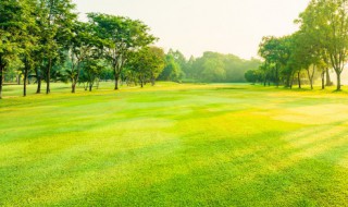 草坪种子怎么种（草坪种子怎么种发芽快）