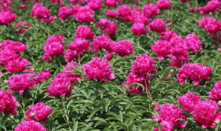 牡丹花如何种植 牡丹花如何种植方法教程图