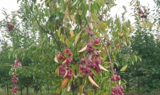 楸子树是什么树 楸树又叫什么树