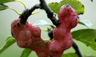 玉兰果有什么用处（玉兰果有什么药用价值）