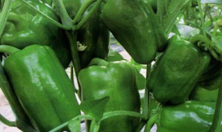 甜椒多长时间成熟(甜椒多长时间成熟)