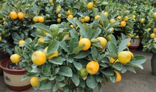 家庭金桔盆栽开花怎么授粉(阳台养金桔开花要人工授粉吗)