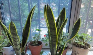 虎皮兰刚换土能浇水吗 虎皮兰刚换土能浇水吗