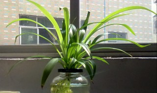 水培植物养什么鱼好 水培植物养什么鱼好养活