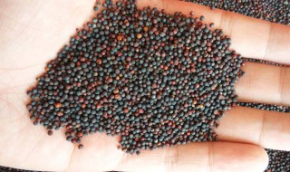 油菜籽的具体贮藏方法 油菜籽的具体贮藏方法视频