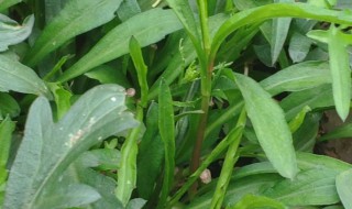 马兰头的营养价值（马兰头的营养价值与禁忌）