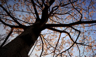 枣树笼了是什么意思 什么的枣树上挂满了什么的枣儿