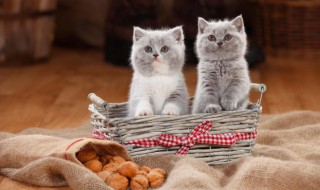 阿猫阿狗是什么意思 阿猫阿狗是什么意思网络用语