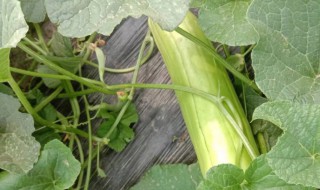 越瓜的营养价值 越瓜的营养价值及功效