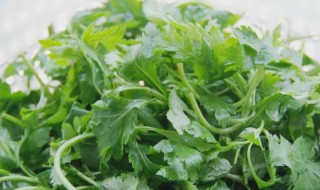 苦菊花做法（苦菊的做法）