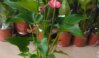 粉掌摆放在家庭哪个位置好（粉掌的摆放）