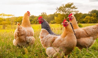 无抗鸡什么意思(什么是无抗鸡)