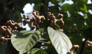 鸡爪子树 鸡爪子树图片