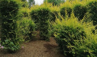 苗木公分指的是什么意思 苗木是啥意思