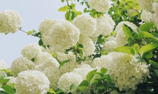 琼花古诗意思（琼花这首古诗怎么读）