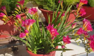 香雪兰种球的种植方法 香雪兰种球的种植方法图解